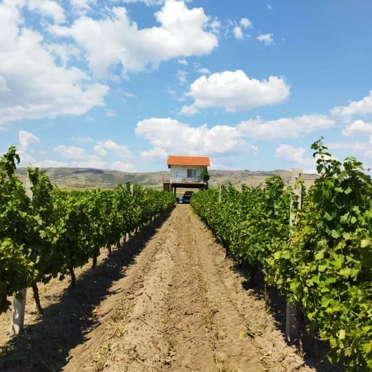 Vineyard rows at Kievo Winery